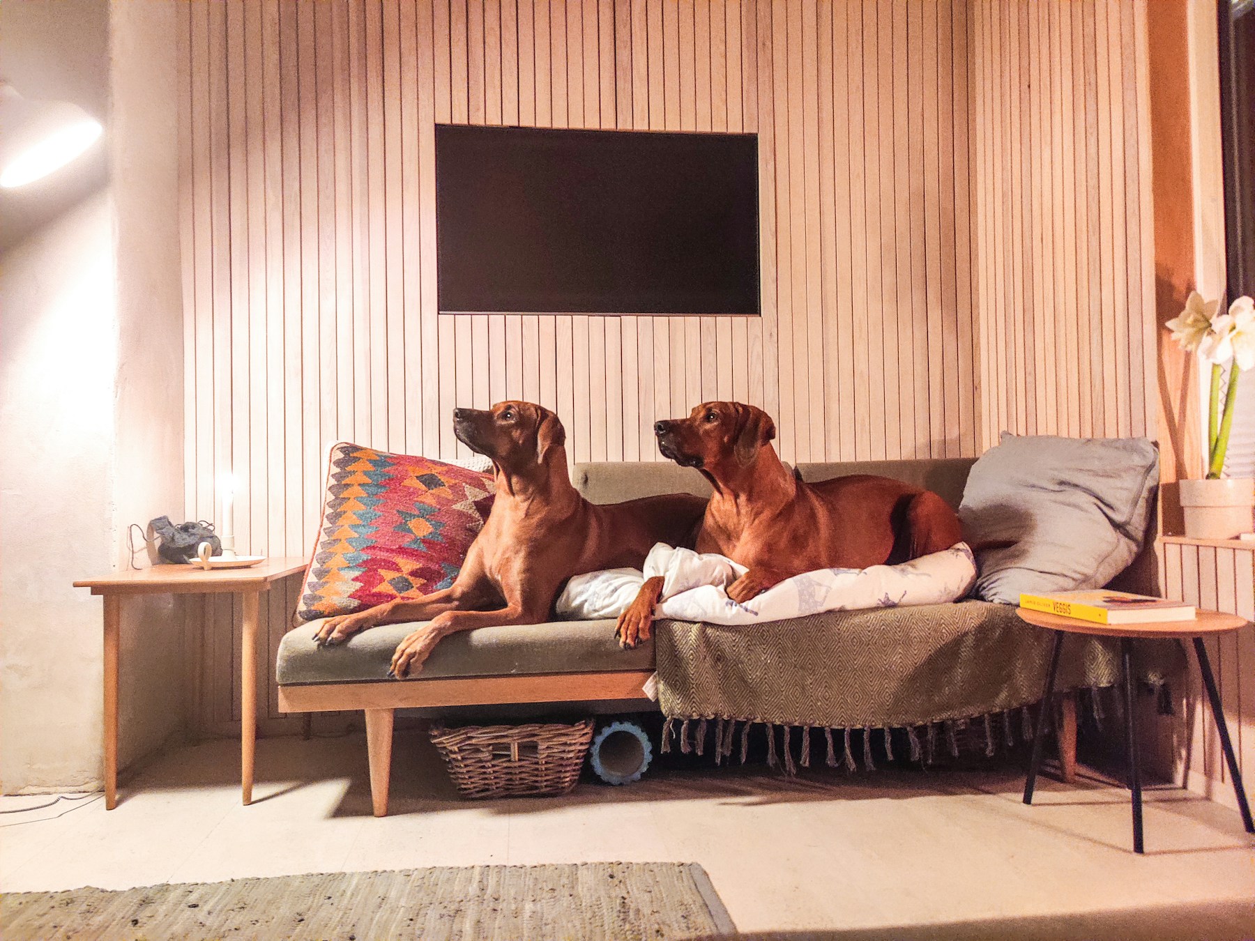 Two dogs relaxing on a sofa in a sunlit living room
